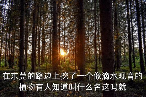 在東莞的路邊上挖了一個像滴水觀音的植物有人知道叫什么名這嗎就