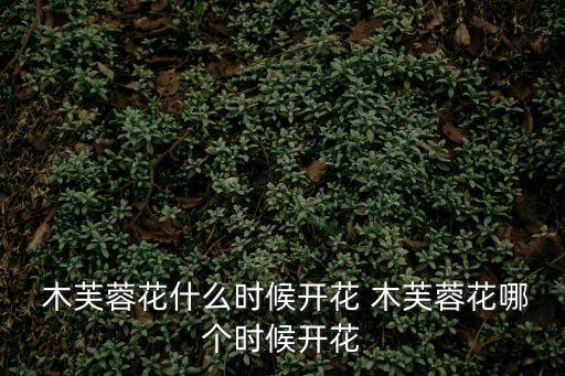  木芙蓉花什么時候開花 木芙蓉花哪個時候開花