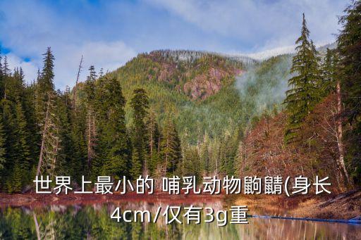  世界上最小的 哺乳動物鼩鼱(身長4cm/僅有3g重