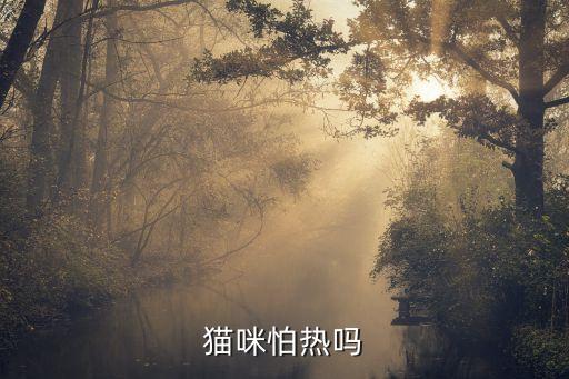 貓咪夏天怕熱嗎,夏天來襲!鏟屎官教你如何防暑降溫