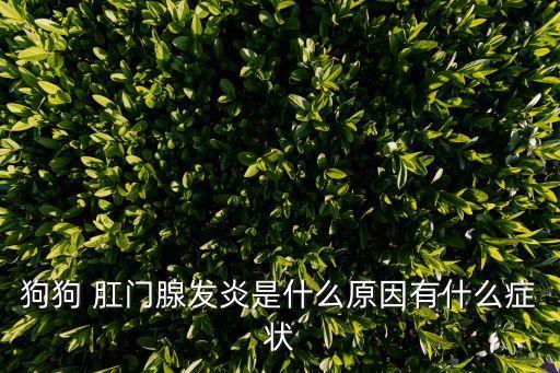 狗肛門腺,狗狗經(jīng)常擦屁股舔肛門可能是肛門腺體炎癥引起