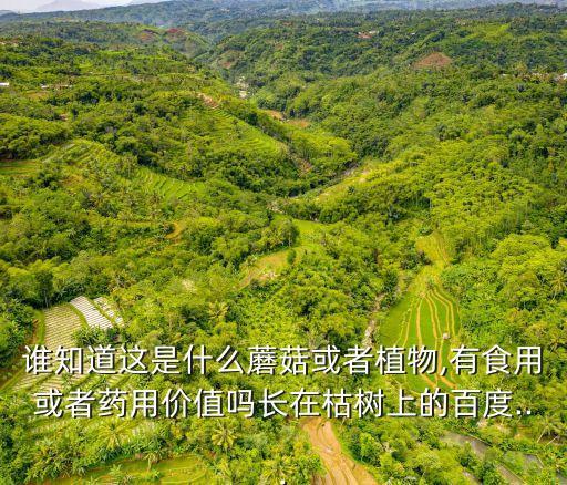 樹菇,楊樹菇燒肉材料:五花肉和香菇