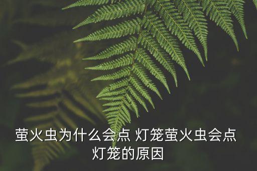 螢火蟲為什么會點(diǎn) 燈籠螢火蟲會點(diǎn) 燈籠的原因