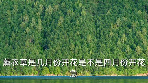 薰衣草幾月開(kāi)花，薰衣草幾月開(kāi)花啊