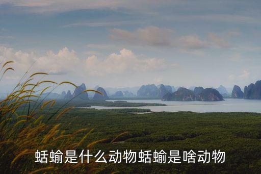 蛞蝓是什么動物蛞蝓是啥動物