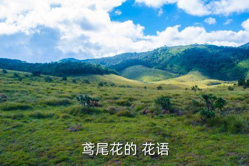  鳶尾花的 花語(yǔ)