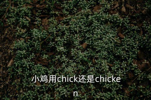  小雞用chick還是chicken
