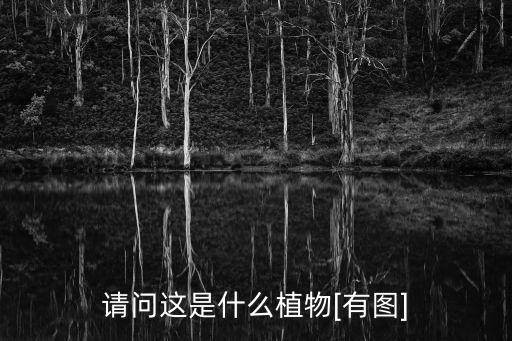 橘紅圖片,本地出現(xiàn)兩種罕見的樹枝狀魚