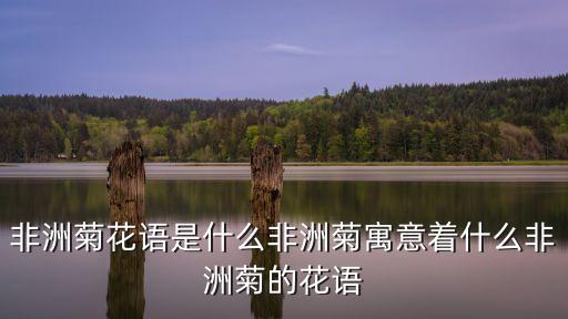 非洲菊花語是什么非洲菊寓意著什么非洲菊的花語