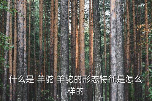 什么是 羊駝 羊駝的形態特征是怎么樣的