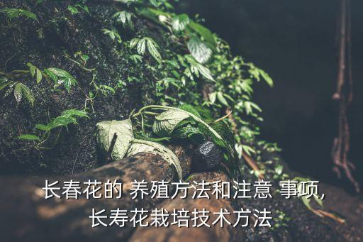 長春花的養殖方法和注意事項,養殖長春花需要注意水肥管理