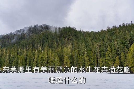 東莞哪里有美麗漂亮的水生花卉荷花啊睡蓮什么的