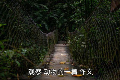 觀察小動物的作文