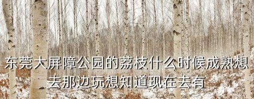 東莞大屏障公園的荔枝什么時候成熟想去那邊玩想知道現(xiàn)在去有