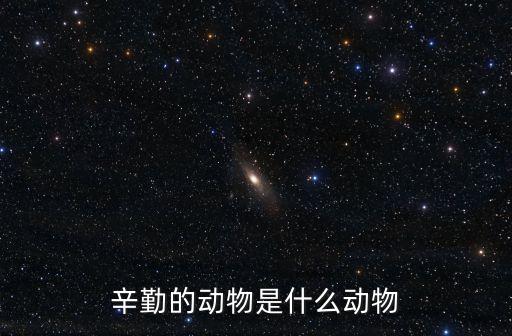 辛勤的動物是什么動物