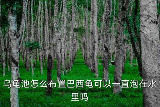 烏龜池怎么布置巴西龜可以一直泡在水里嗎