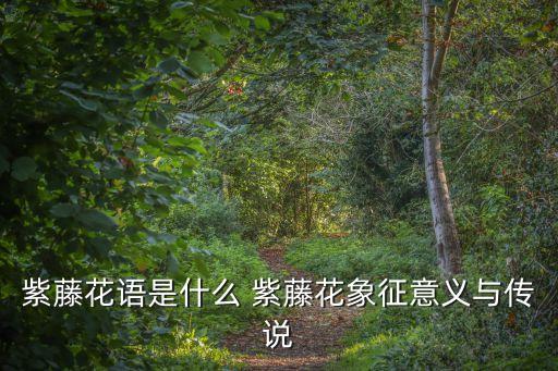 紫藤花的花語和寓意，紫藤花代表什么意思 紫藤花的花語