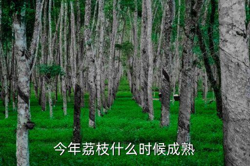 今年荔枝什么時候成熟