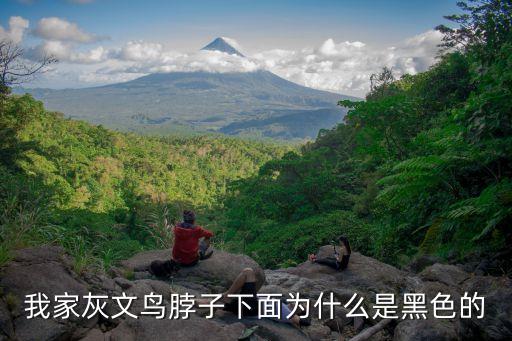 我家灰文鳥脖子下面為什么是黑色的