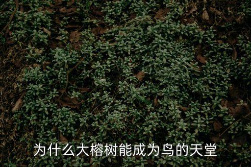 為什么大榕樹能成為鳥的天堂