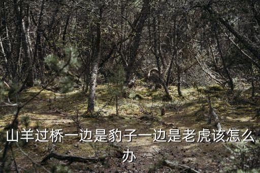 陳棟橋，山羊過橋一邊是豹子一邊是老虎該怎么辦