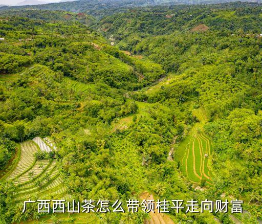 廣西西山茶怎么帶領桂平走向財富