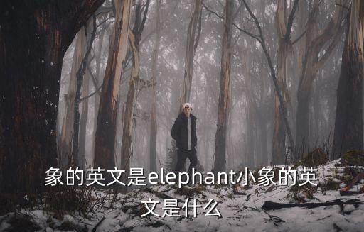 象的英文是elephant小象的英文是什么