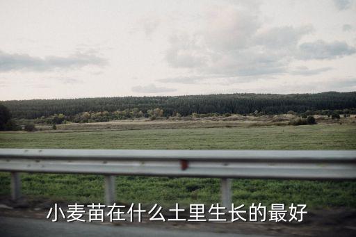 小麥苗在什么土里生長(zhǎng)的最好
