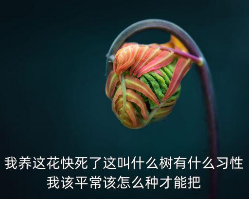 馬拉巴栗，馬拉巴栗的園林用途