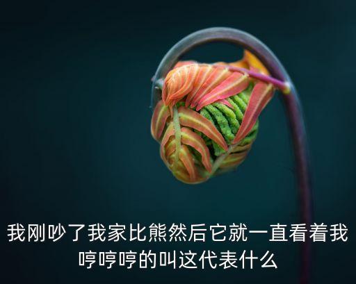 我剛吵了我家比熊然后它就一直看著我哼哼哼的叫這代表什么