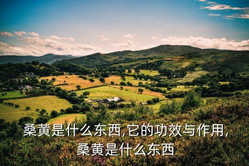 什么是桑黃,韓國每公斤桑葚價格高達2300美元