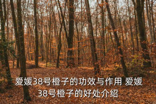 愛媛38號,愛媛38橙子的營養價值