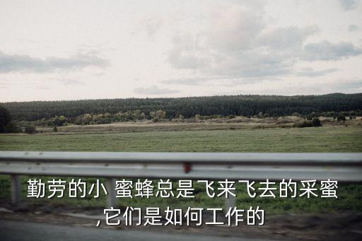 勤勞的小蜜蜂,蜂蜜是否是排泄物?答案是否認(rèn)?