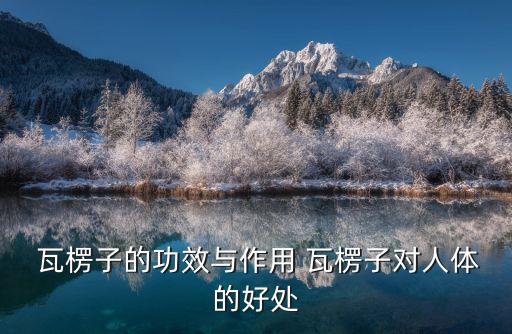  瓦楞子的功效與作用 瓦楞子對人體的好處