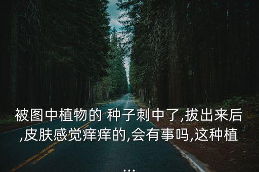 牛膝種子,牛膝種植密度每畝6-8斤最大可達8斤
