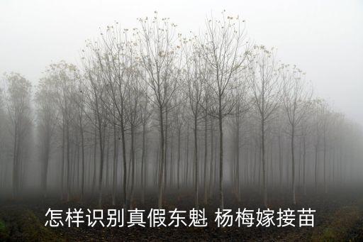 楊梅苗木,關于楊梅樹苗!真假嫁接苗鑒別方法