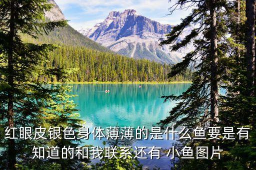 紅眼皮銀色身體薄薄的是什么魚要是有知道的和我聯(lián)系還有 小魚圖片