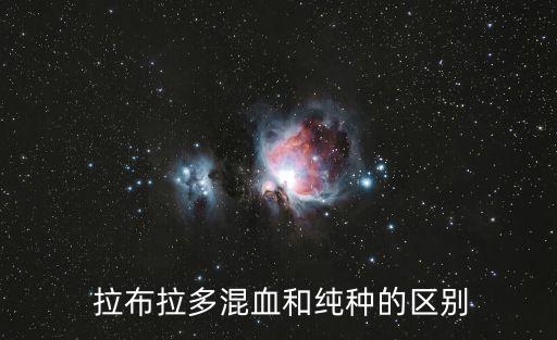  拉布拉多混血和純種的區別