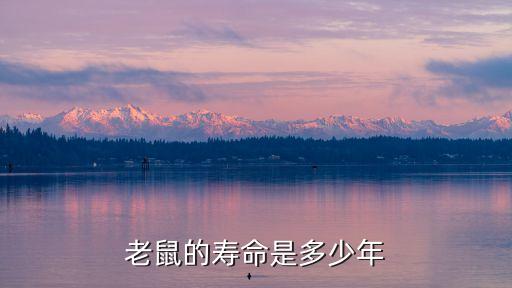 老鼠的壽命，老鼠的平均壽命是多少歲