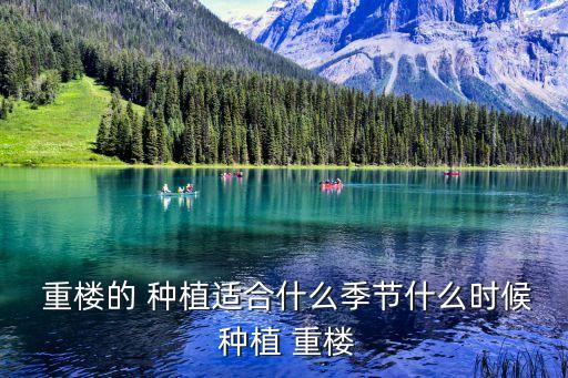  重樓的 種植適合什么季節什么時候 種植 重樓