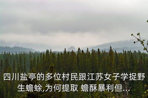 四川鹽亭的多位村民跟江蘇女子學捉野生蟾蜍,為何提取 蟾酥暴利但...