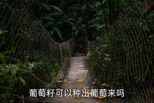 葡萄籽可以種出葡萄來(lái)嗎