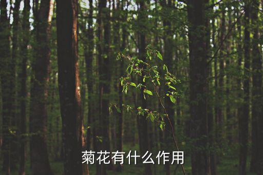 菊花有什么功效,菊花的作用和功效