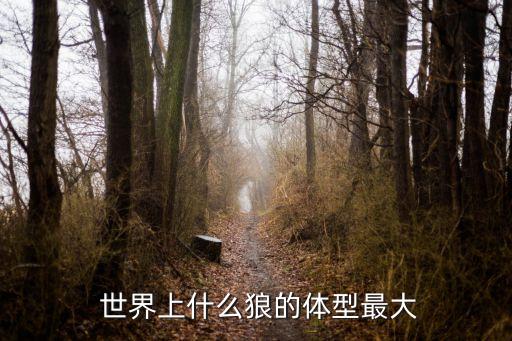  世界上什么狼的體型最大