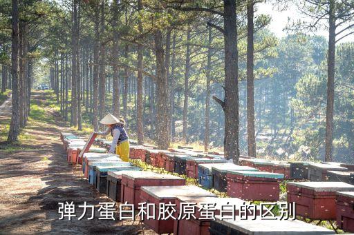 彈力蛋白，彈性蛋白的兩種形式