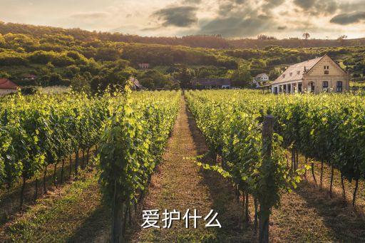 愛(ài)護(hù)什么，很關(guān)切 很愛(ài)護(hù)叫什么愛(ài)