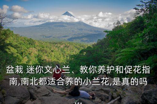 迷你花卉,迷你花盆你知道適合種植什么花嗎?