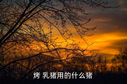 烤 乳豬用的什么豬