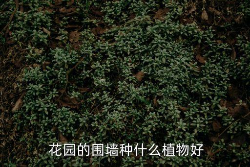 花園種植,大力騎士花園種什么比較好?