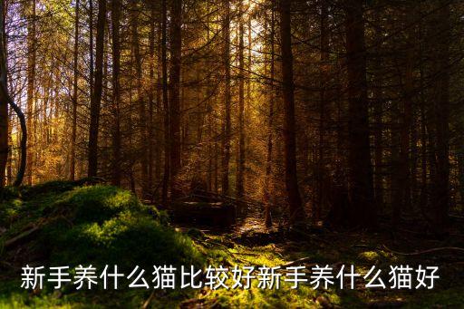 養什么貓比較好,中國田園貓便宜好養比較安靜溫順聰明